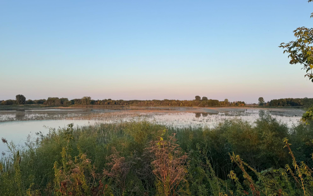 Where the Water Birds Nest